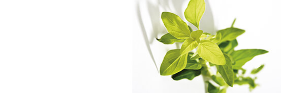 L'huile essentielle d'Origan Vert